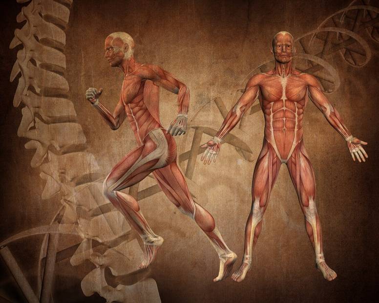 cuerpo humano y sus partes